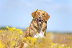 Nova Scotia Duck Tolling Retriever outdoor