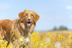 Nova Scotia Duck Tolling Retriever outdoor