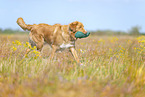 Nova Scotia Duck Tolling Retriever outdoor