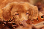 Nova Scotia Duck Tolling Retriever in autumn