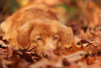 Nova Scotia Duck Tolling Retriever in autumn