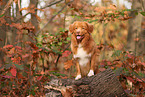 Nova Scotia Duck Tolling Retriever in autumn