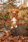 Nova Scotia Duck Tolling Retriever in autumn