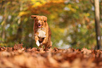 Nova Scotia Duck Tolling Retriever in autumn