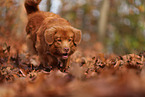 Nova Scotia Duck Tolling Retriever in autumn