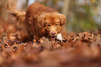 Nova Scotia Duck Tolling Retriever in autumn