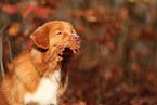 Nova Scotia Duck Tolling Retriever in autumn