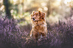 Nova Scotia Duck Tolling Retriever