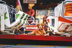 Nova Scotia Duck Tolling Retriever