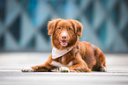 Nova Scotia Duck Tolling Retriever