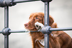 Nova Scotia Duck Tolling Retriever