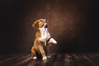 Nova Scotia Duck Tolling Retriever Puppy