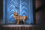 Nova Scotia Duck Tolling Retriever
