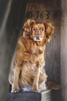 Nova Scotia Duck Tolling Retriever