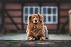 Nova Scotia Duck Tolling Retriever Puppy