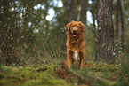 Nova Scotia Duck Tolling Retriever