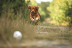 Nova Scotia Duck Tolling Retriever
