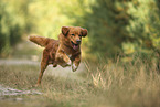Nova Scotia Duck Tolling Retriever