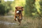 Nova Scotia Duck Tolling Retriever