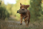 Nova Scotia Duck Tolling Retriever