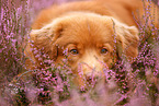 Nova Scotia Duck Tolling Retriever