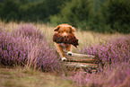 Nova Scotia Duck Tolling Retriever