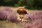 Nova Scotia Duck Tolling Retriever