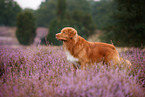 Nova Scotia Duck Tolling Retriever