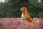 Nova Scotia Duck Tolling Retriever
