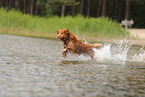 Nova Scotia Duck Tolling Retriever