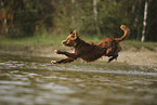 Nova Scotia Duck Tolling Retriever
