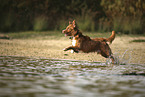 Nova Scotia Duck Tolling Retriever