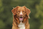 Nova Scotia Duck Tolling Retriever