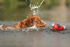 Nova Scotia Duck Tolling Retriever