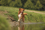 Nova Scotia Duck Tolling Retriever