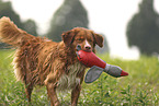 Nova Scotia Duck Tolling Retriever