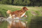 Nova Scotia Duck Tolling Retriever