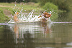 Nova Scotia Duck Tolling Retriever
