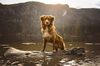 Nova Scotia Duck Tolling Retriever