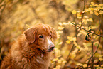 Nova Scotia Duck Tolling Retriever