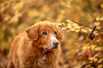 Nova Scotia Duck Tolling Retriever