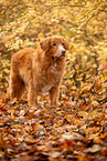 Nova Scotia Duck Tolling Retriever