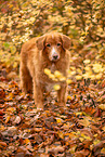 Nova Scotia Duck Tolling Retriever