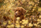 Nova Scotia Duck Tolling Retriever