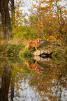 Nova Scotia Duck Tolling Retriever