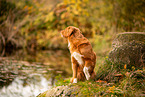 Nova Scotia Duck Tolling Retriever