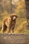 Nova Scotia Duck Tolling Retriever