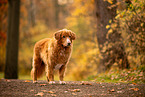 Nova Scotia Duck Tolling Retriever