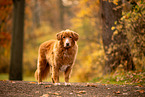 Nova Scotia Duck Tolling Retriever
