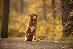 Nova Scotia Duck Tolling Retriever